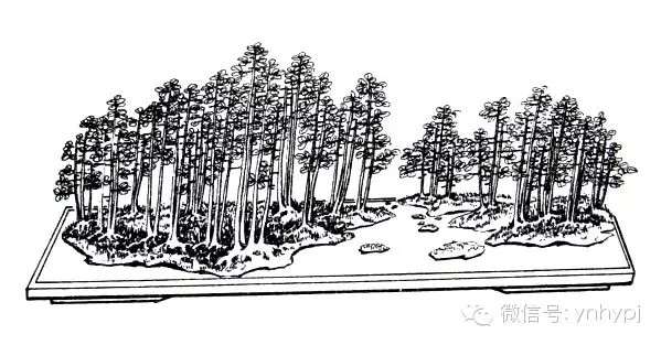 图解 连根式盆景的制作 4幅