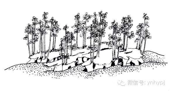 图解 连根式盆景的制作 4幅