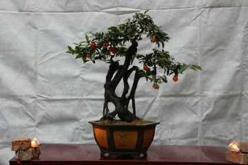 野生金弹子盆景如何用提根法来栽种？