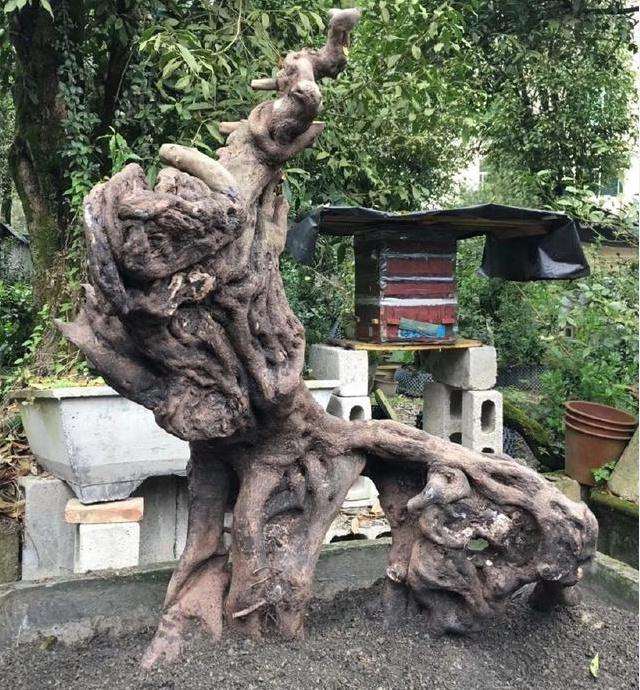 一棵金弹子下山桩 养活价格翻10倍