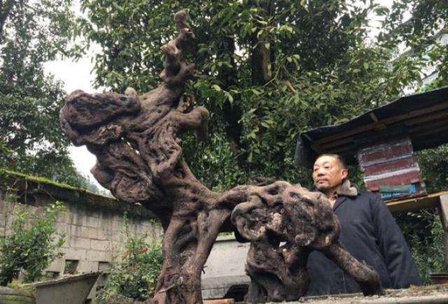 一棵金弹子下山桩 养活价格翻10倍