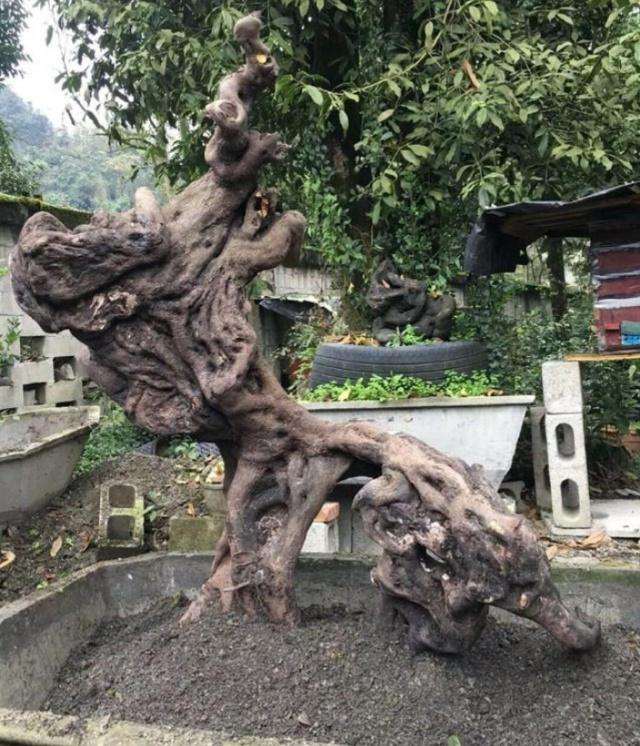 一棵金弹子下山桩 养活价格翻10倍
