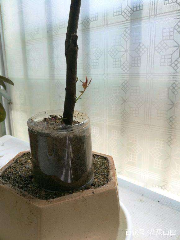金弹子下山桩如何出芽 不发芽怎么办?