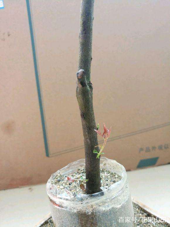 金弹子下山桩如何出芽 不发芽怎么办?