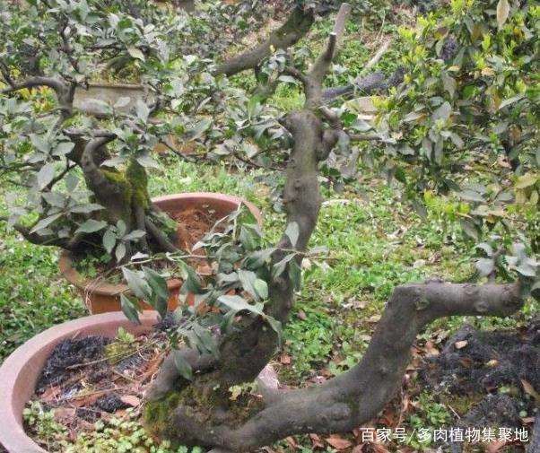 温度在25℃是金弹子盆景的最好生长环境