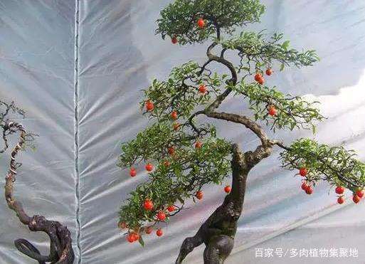 温度在25℃是金弹子盆景的最好生长环境