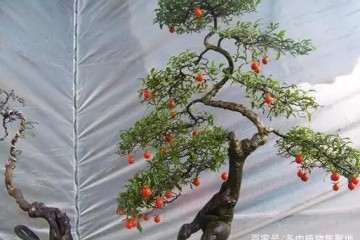 温度在25℃是金弹子盆景的最好生长环境