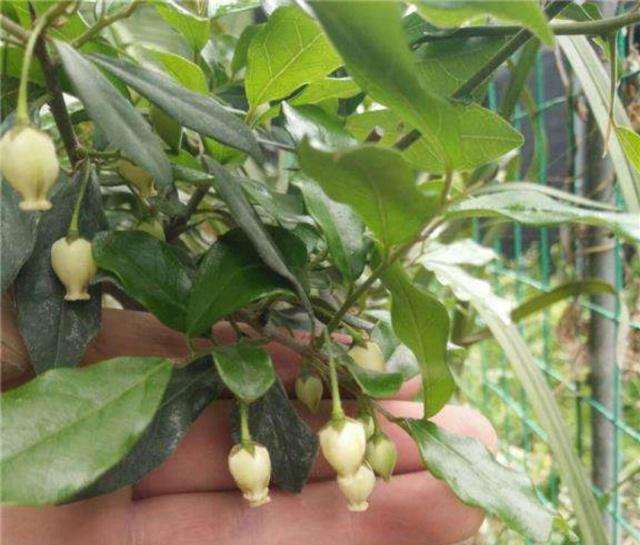 开花后要让金弹子盆景得到充分的授粉