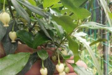 开花后要让金弹子盆景得到充分的授粉