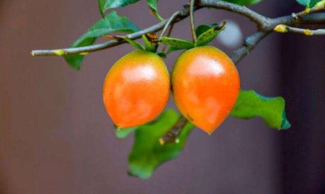 金弹子盆景要想长得快