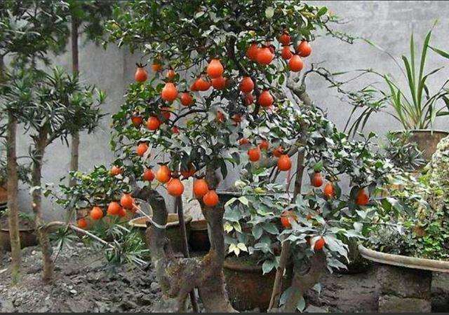 金弹子盆景蟠扎一般使用金属丝最好