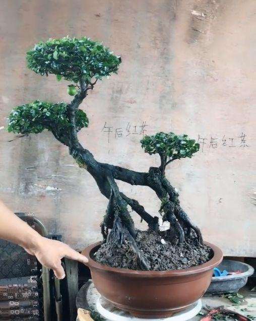 我把金弹子过桥下山桩锯了