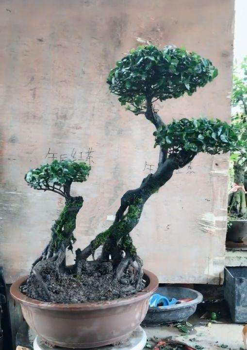 我把金弹子过桥下山桩锯了