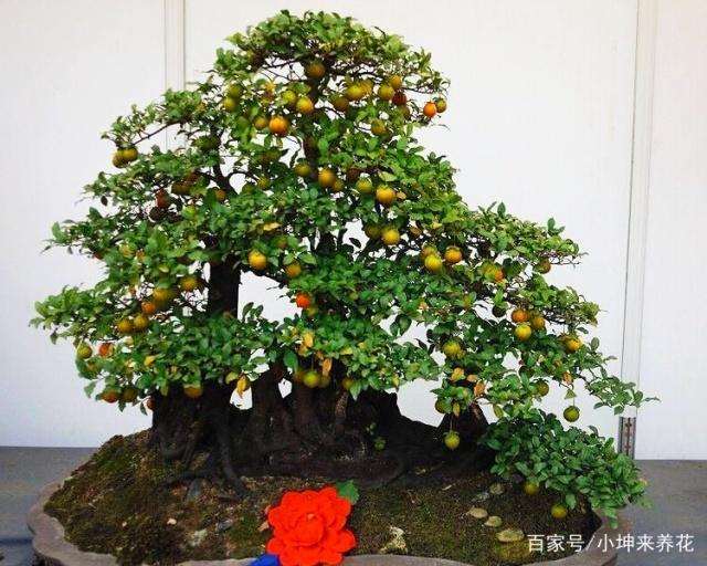金弹子盆景快速挂果的方法与技巧