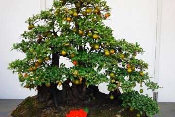 金弹子盆景快速挂果的方法与技巧