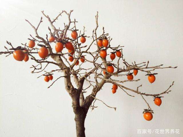 关于金弹子盆景的施肥和浇水