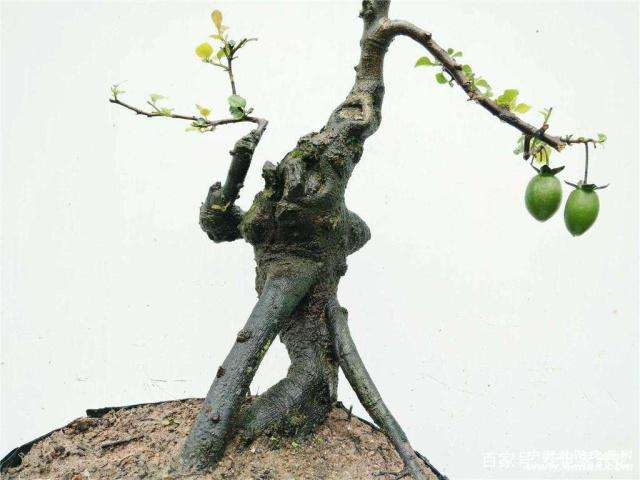 想金弹子盆景多挂果