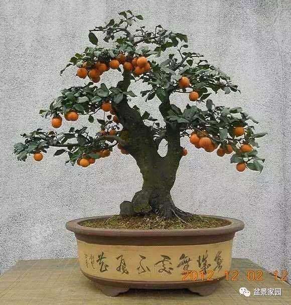 金弹子盆景提早结果的方法