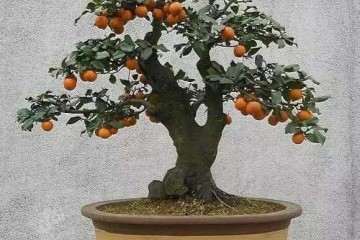 金弹子盆景怎么提早开花结果的方法