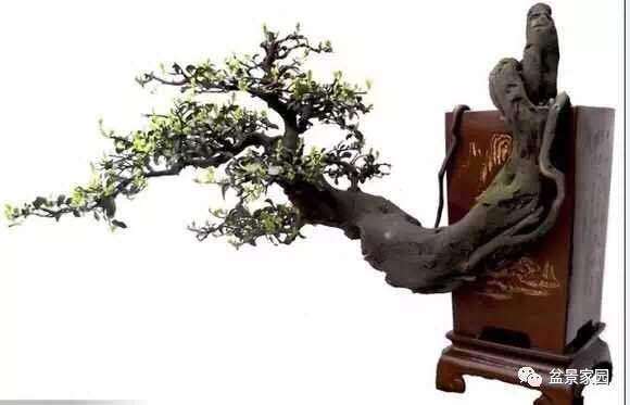 金弹子盆景的养植场地与水肥管理