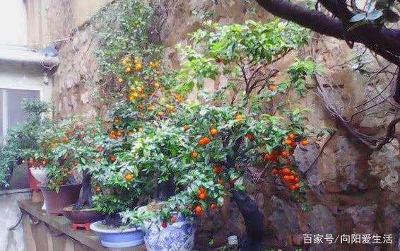 培养金弹子盆景多花多果的方法