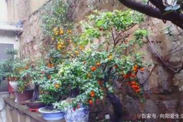 秋季培养金弹子盆景多花多果的方法