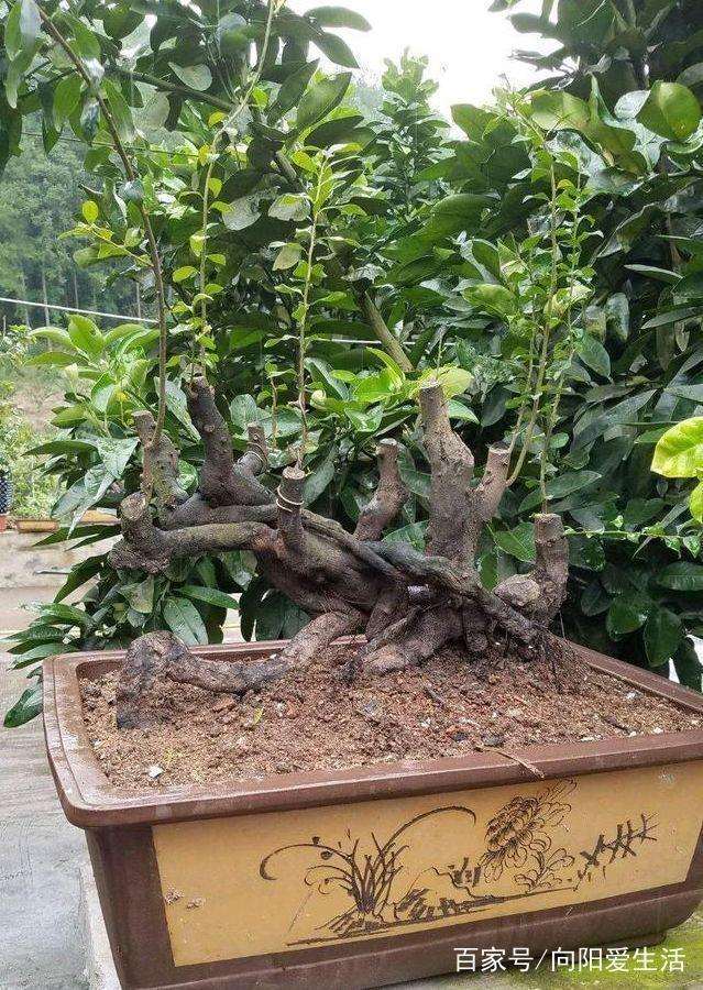 金弹子盆景怎么授粉可以开花繁育的方法