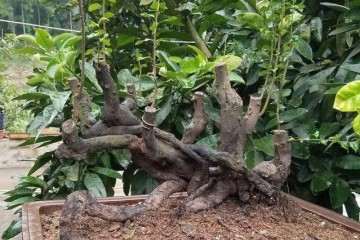 金弹子盆景怎么授粉可以开花繁育的方法