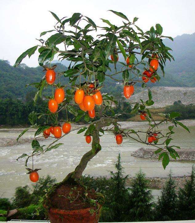 采挖金弹子盆景再春季发芽之前进行最好