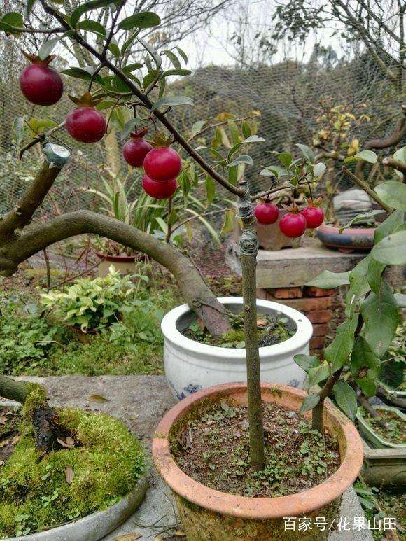 金弹子盆景的盆土选择与上盆栽种