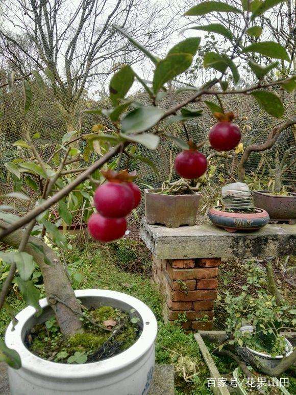 金弹子盆景的盆土选择与上盆栽种