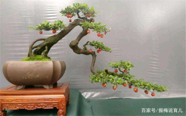 金弹子盆景在每年3月份开始进行挂果最好