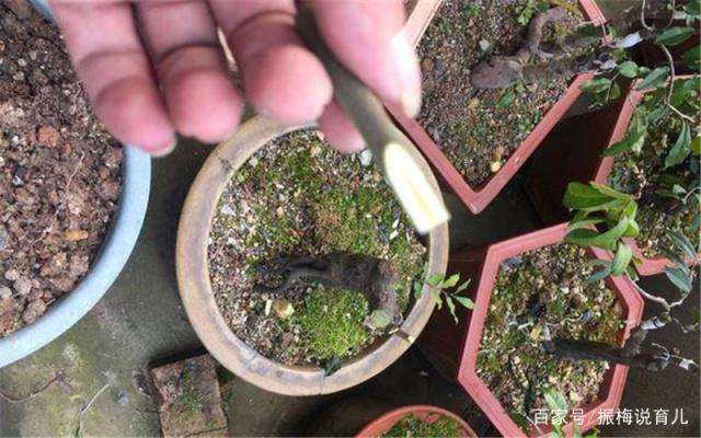 金弹子盆景在每年3月份开始进行挂果最好