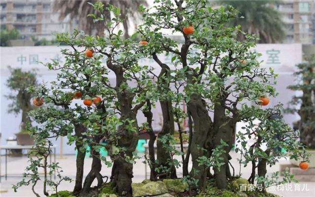 金弹子盆景在每年3月份开始进行挂果最好