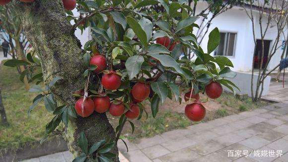 让金弹子盆景最快挂果的方法就是嫁接