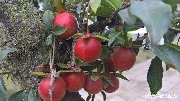 让金弹子盆景最快挂果的方法就是嫁接