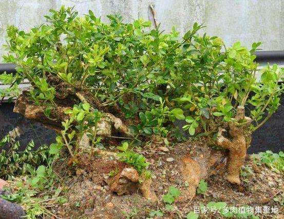 黄杨盆景不可一直放在室内