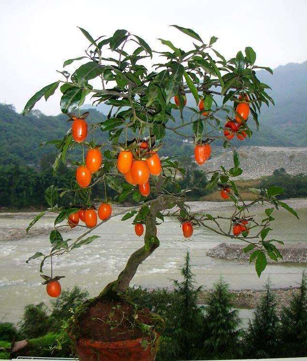 金弹子盆景如何分辨公母