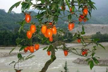 金弹子盆景 如何分辨公母？