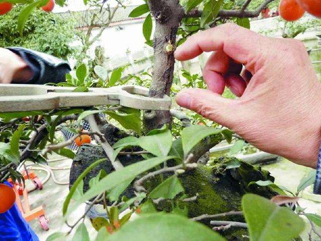 让金弹子下山桩的价格立刻增值