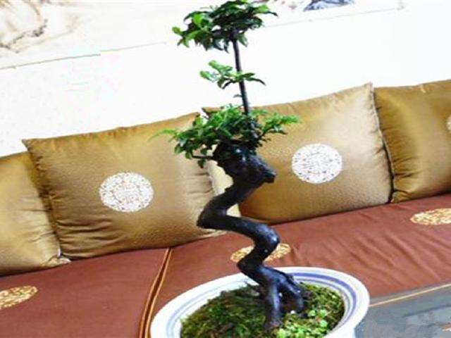 谈谈养护金弹子下山桩的3个技巧