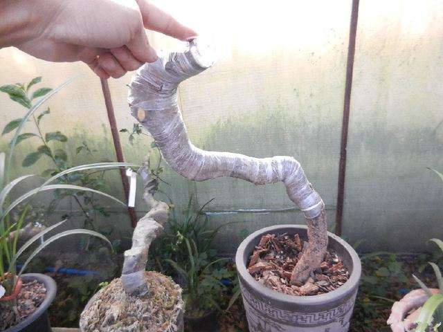 谈谈养护金弹子下山桩的3个技巧