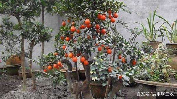 金弹子盆景在4月份开花期 辨别雌雄最好