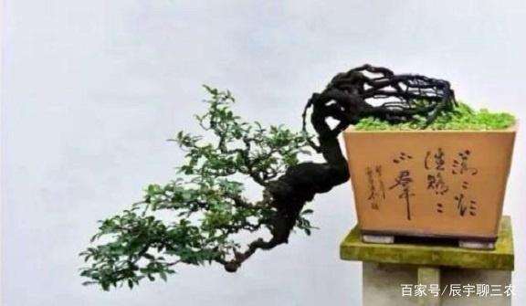 金弹子盆景在4月份开花期 辨别雌雄最好