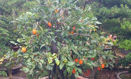 这棵挂果金弹子下山桩 价格卖2万