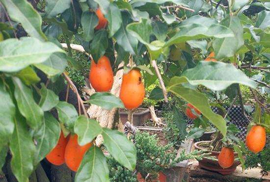 这棵挂果金弹子下山桩 价格卖2万