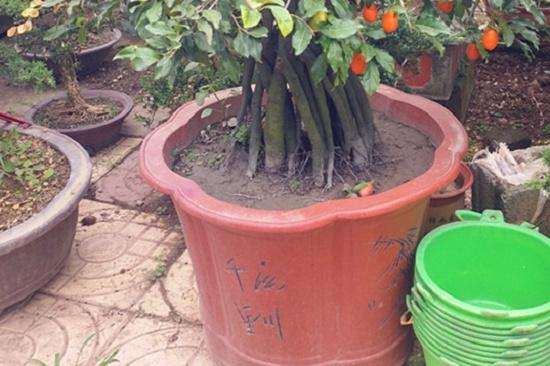 这棵挂果金弹子下山桩 价格卖2万