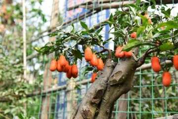 金弹子盆景什么时间嫁接最好 需要注意什么？