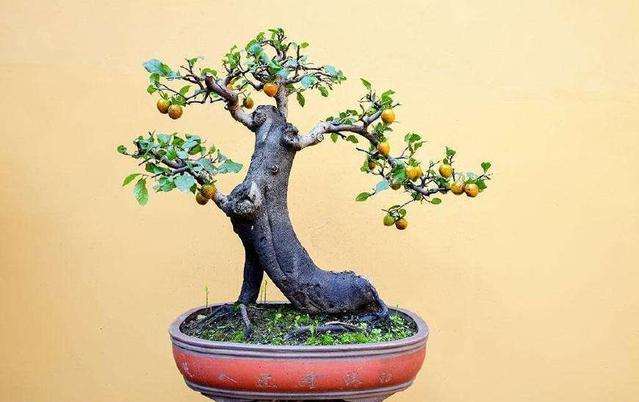 金弹子下山桩适合在阳台上栽种吗