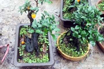 怎么判定金弹子盆景雌雄授粉的方法